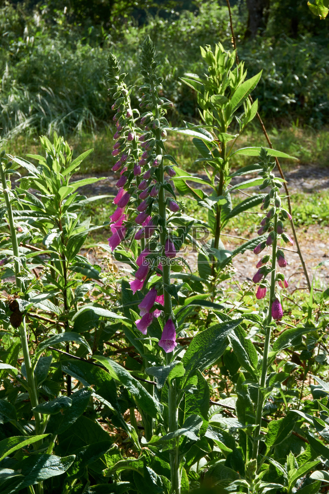 盛开的鲜艳的野生紫粉色地黄花在绿色的草地背景。照片摄影图片