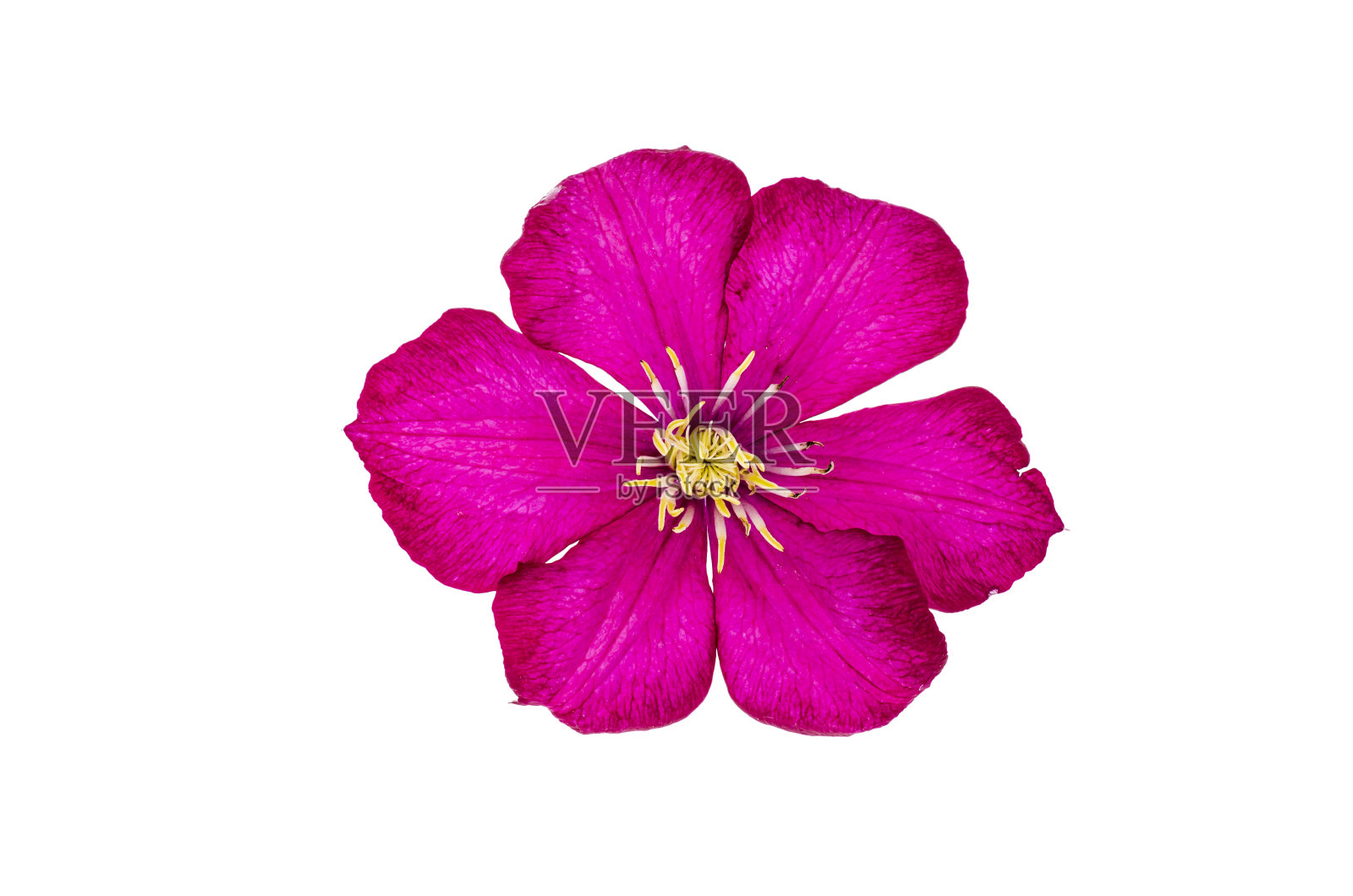 粉红色铁线莲花近距离孤立在白色背景。照片摄影图片