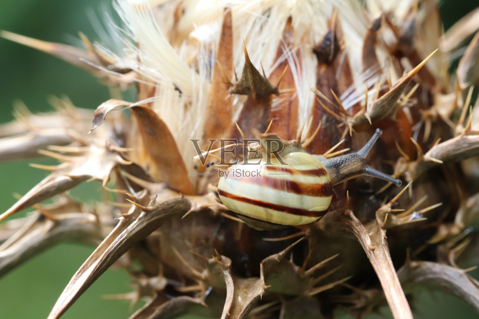 蜗牛照片摄影图片