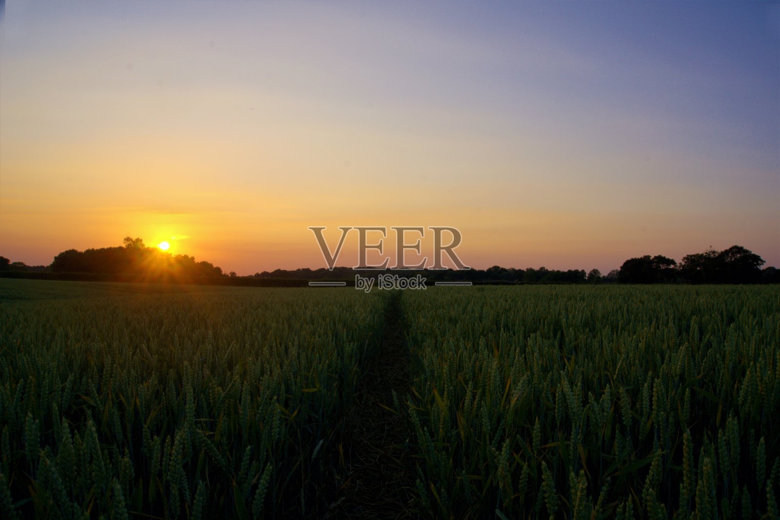 夕阳落在麦田里的一条小路上照片摄影图片