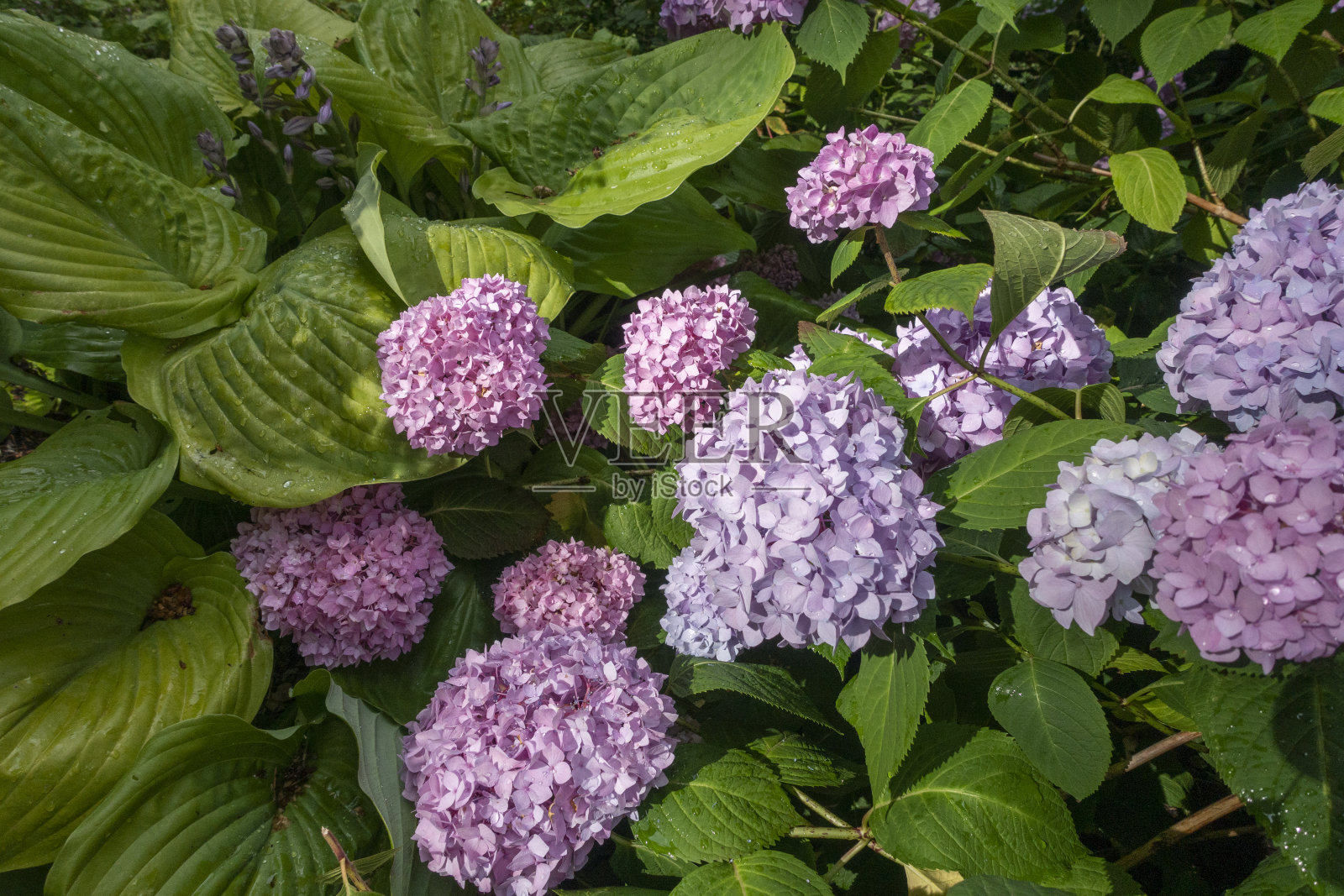 绣球花花照片摄影图片