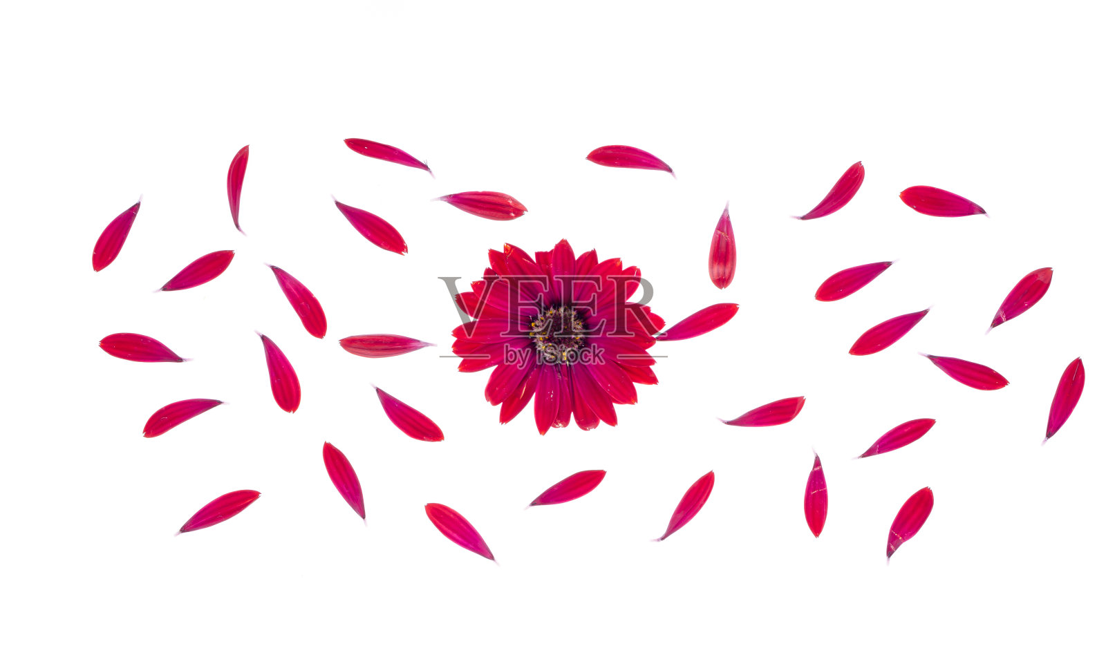 白色背景上的红色花园花。照片照片摄影图片