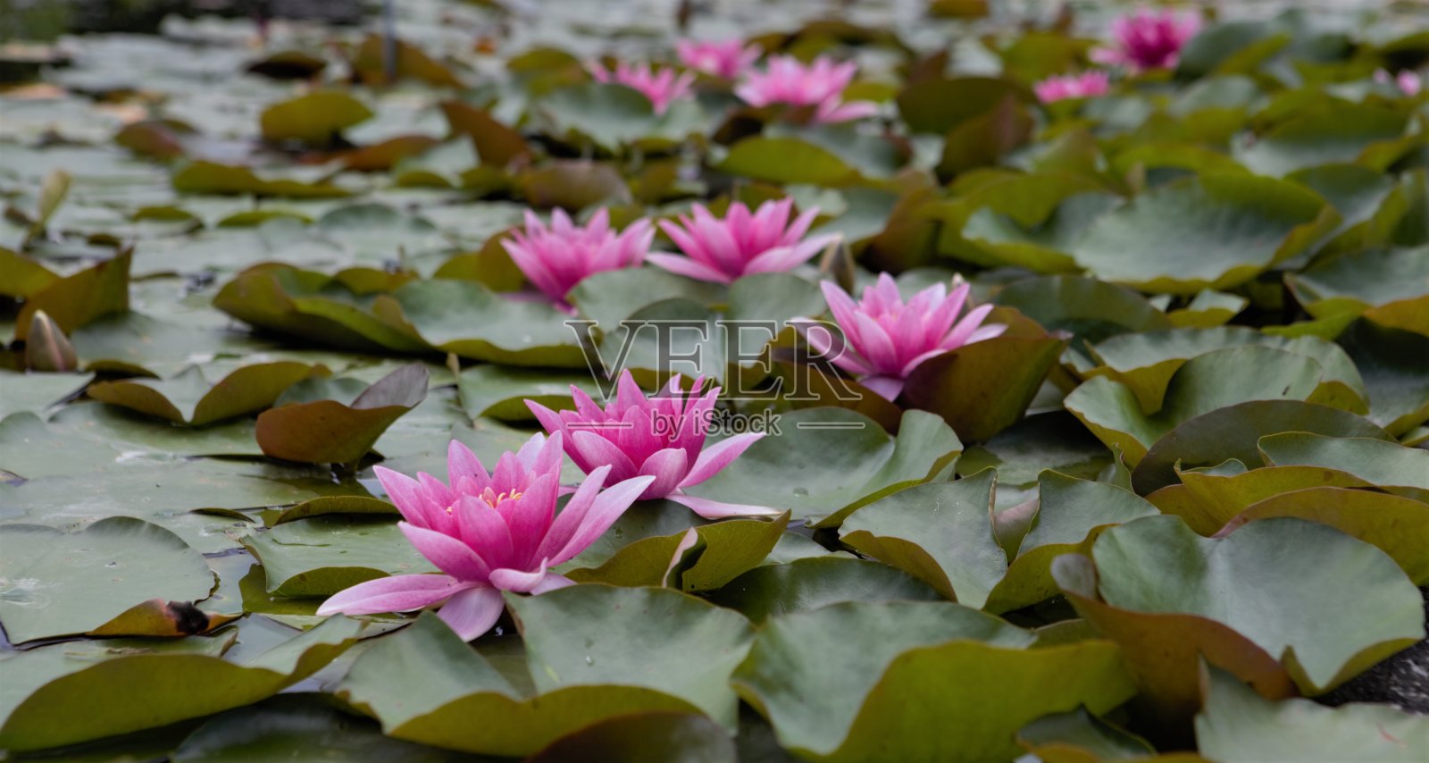 内努法尔斯照片摄影图片