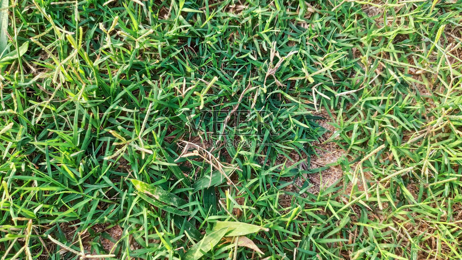 操场上的绿草的背景视图照片摄影图片