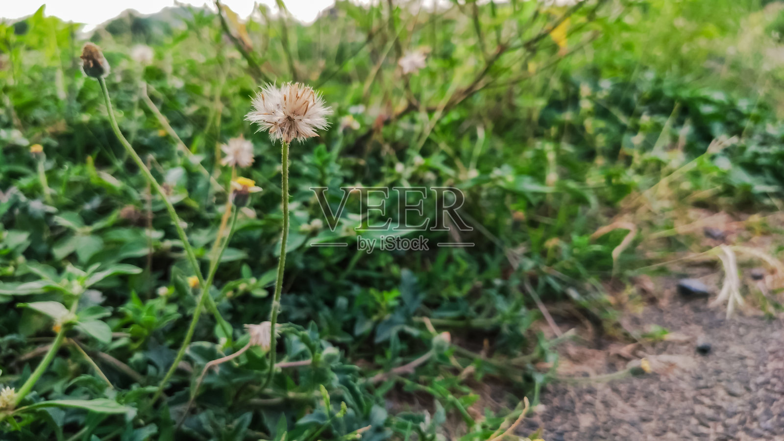 选择性地聚焦在一朵美丽的野花上有白色的花瓣照片摄影图片