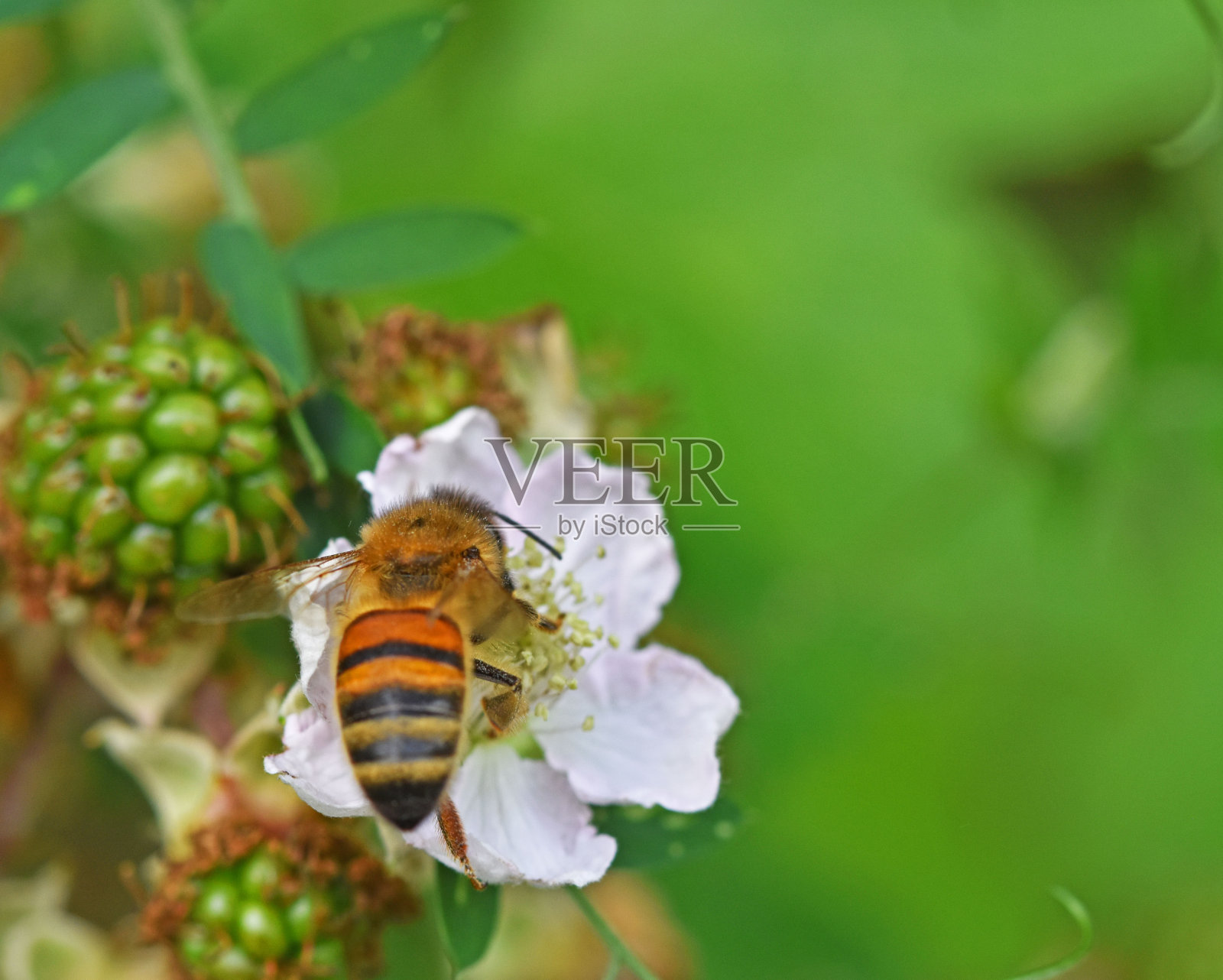 一只蜜蜂正在采集花粉照片摄影图片