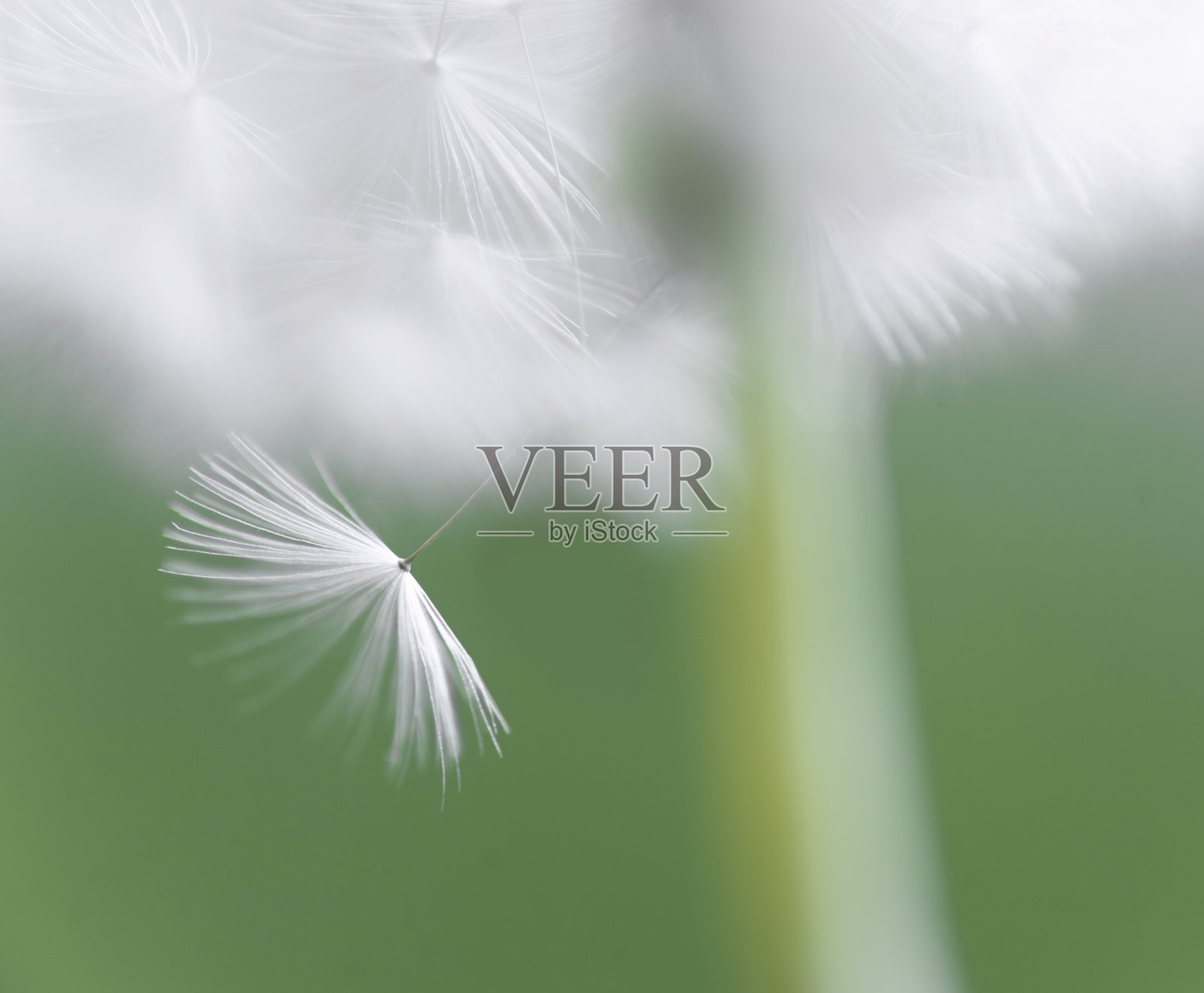 绿色背景上的蒲公英种子照片摄影图片