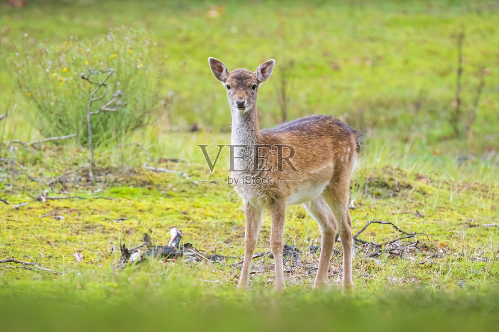 秋天的小鹿小鹿Dama Dama照片摄影图片