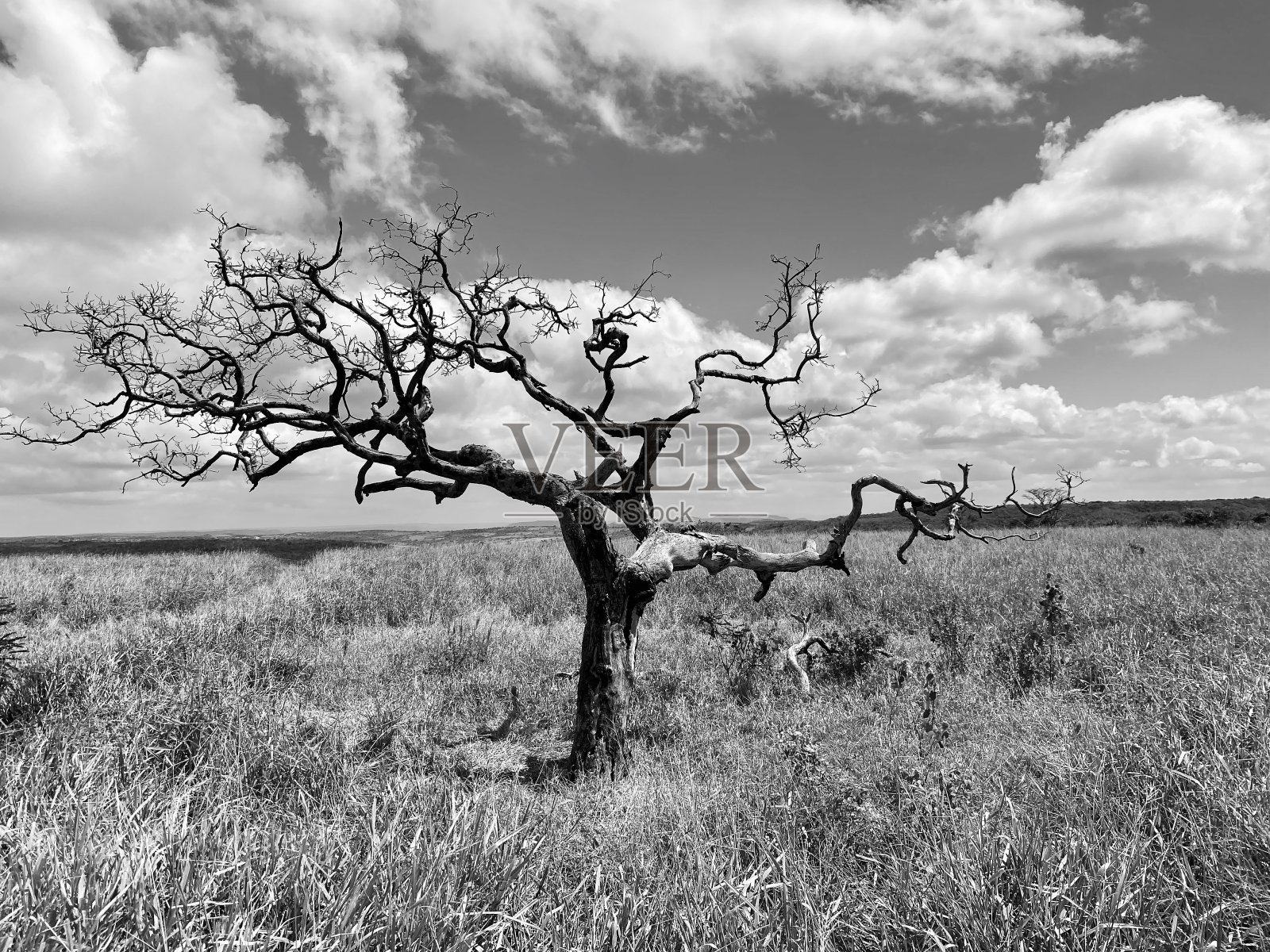 自然死亡P&B照片摄影图片