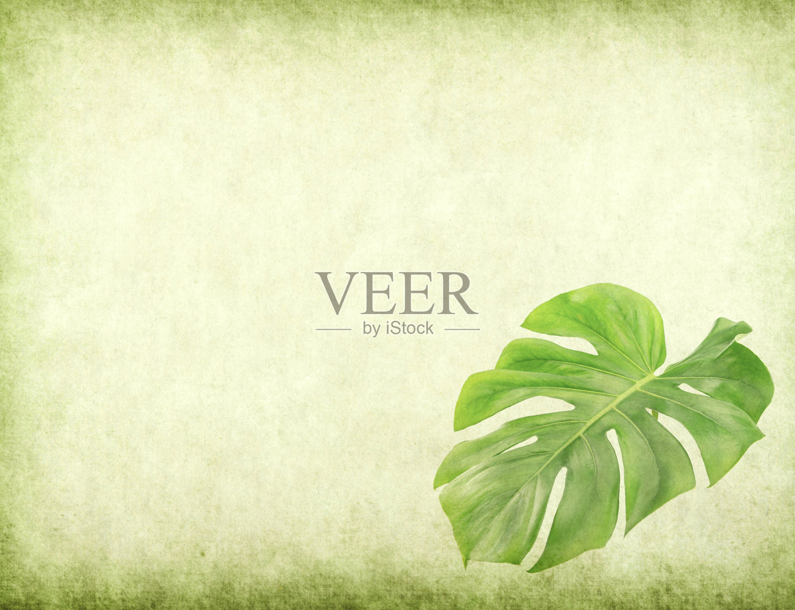 Monstera叶子上的仿古裂纹纸纹理照片摄影图片