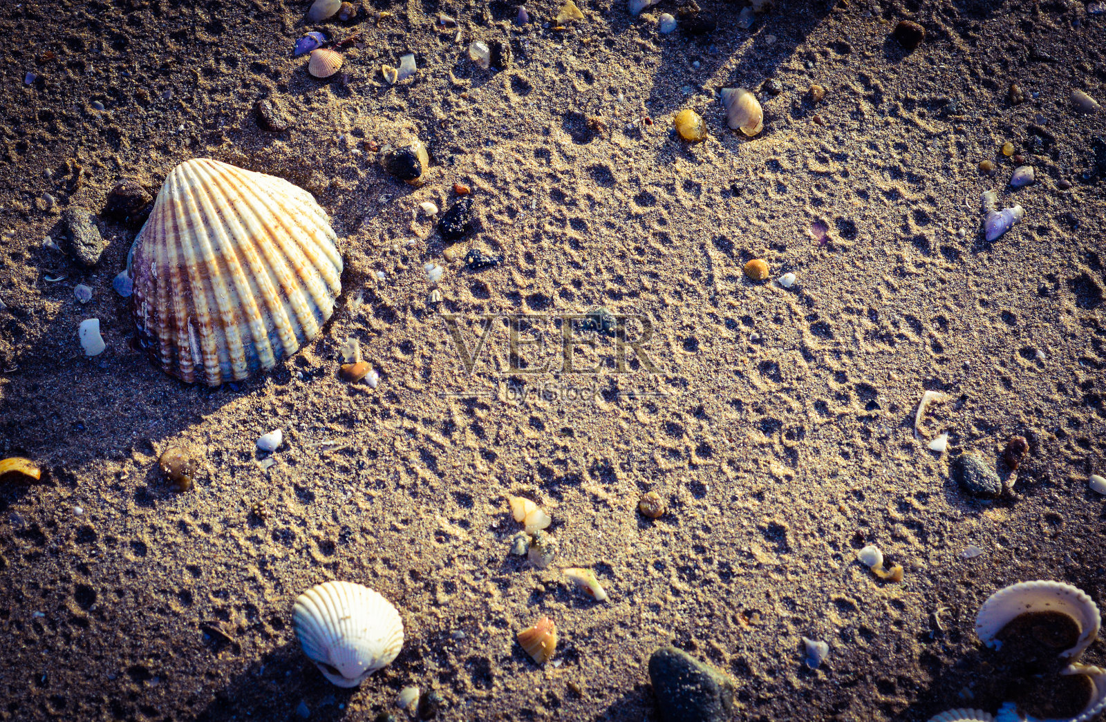 贝壳上的沙滩背景照片摄影图片