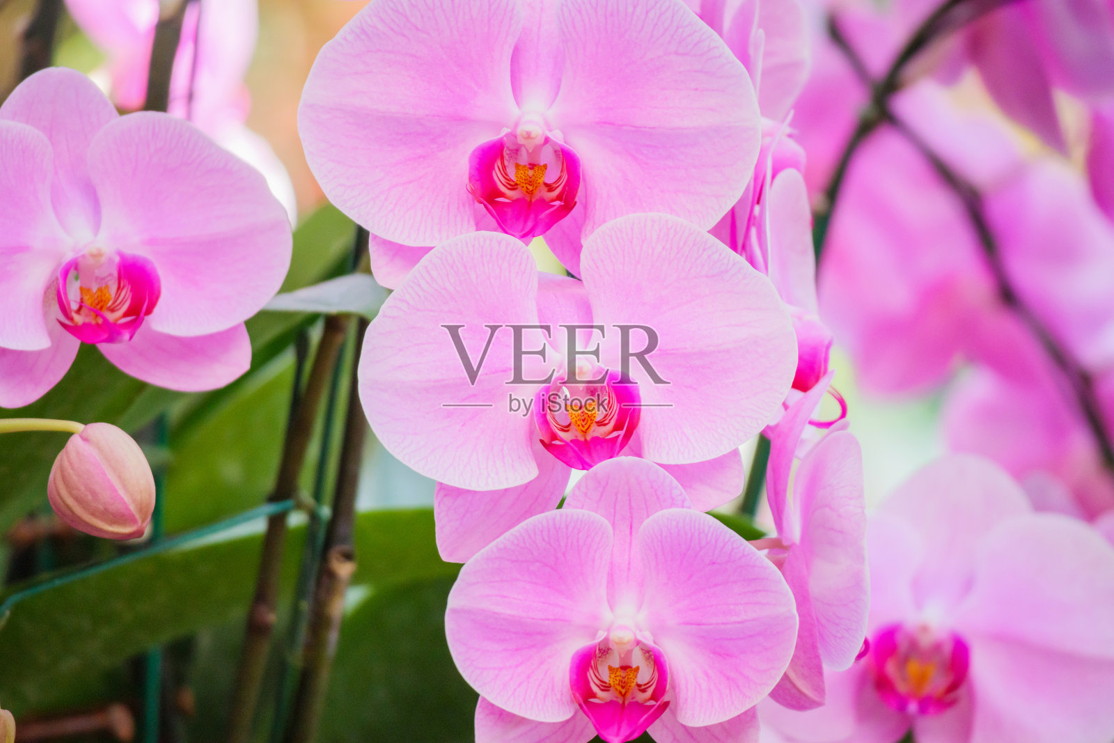 美丽的蝴蝶兰花盛开在花园花卉背景照片摄影图片