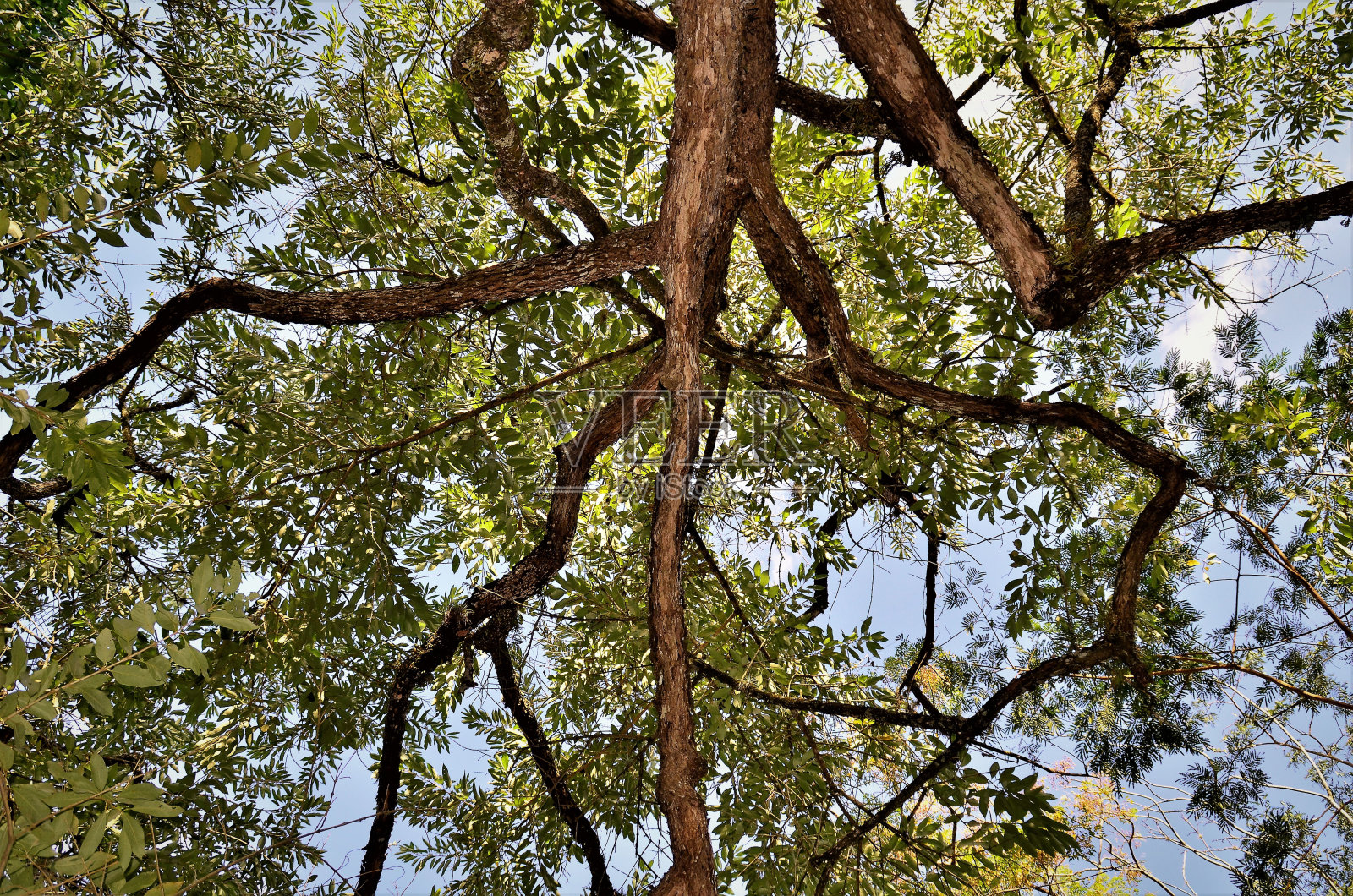 万寿菊的叶和枝照片摄影图片