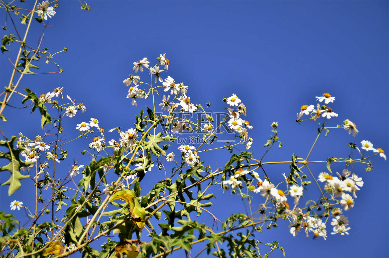 公园里盛开的白花照片摄影图片