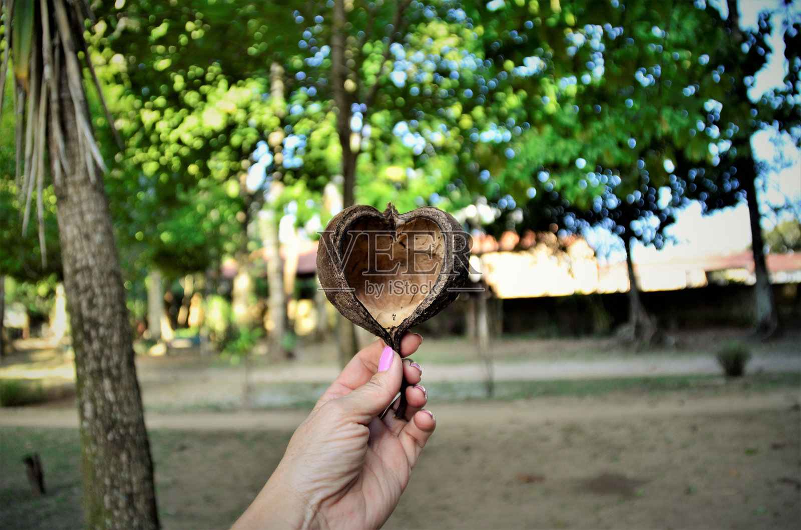 巴西罗西隆巴西利安西斯水果头照片摄影图片