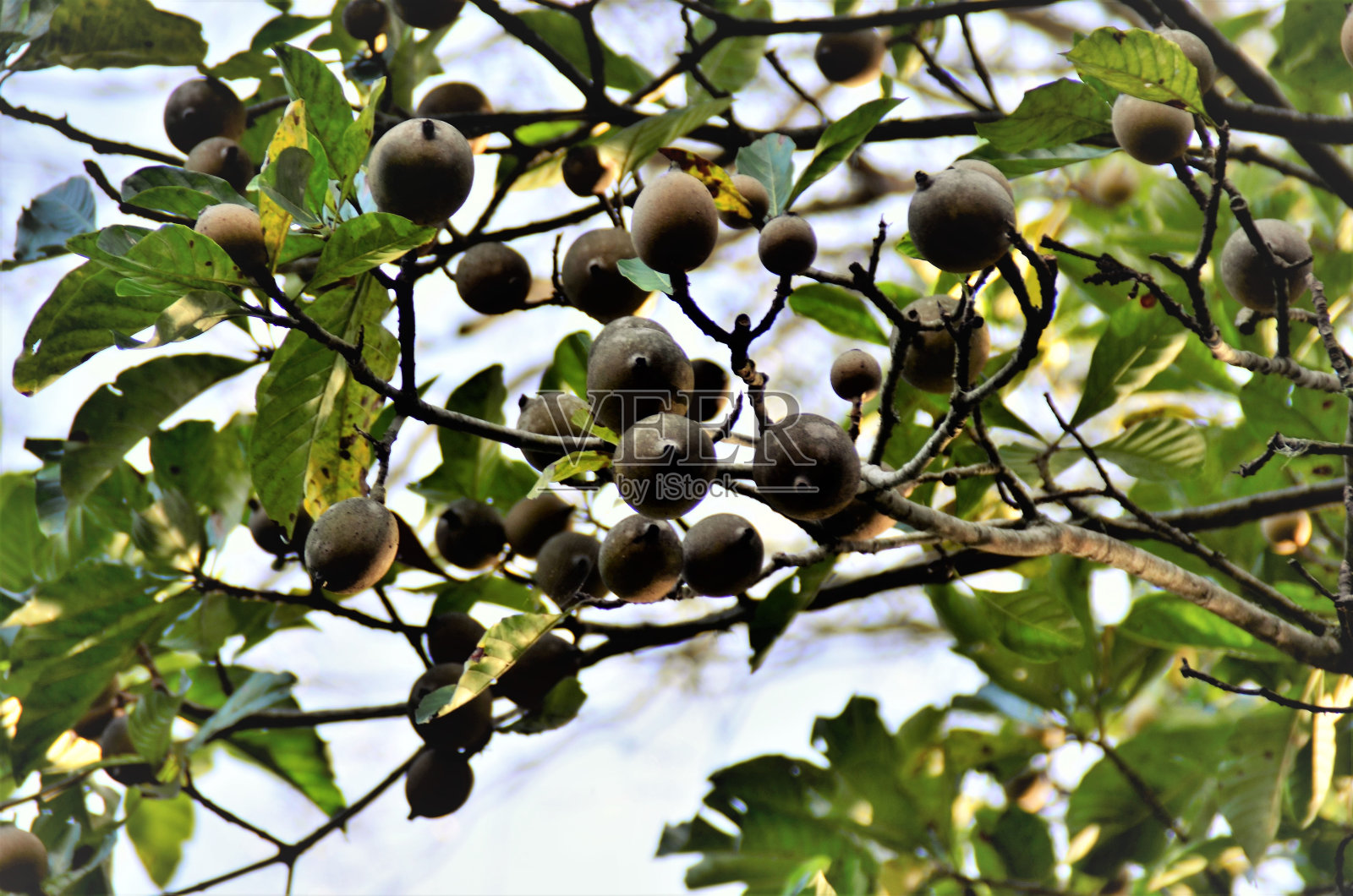 美洲金尼帕的果实在树上成熟照片摄影图片