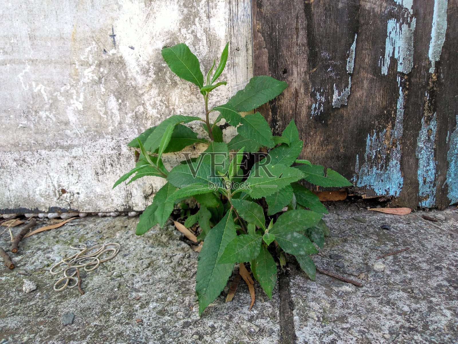 城市里的一个工厂照片摄影图片