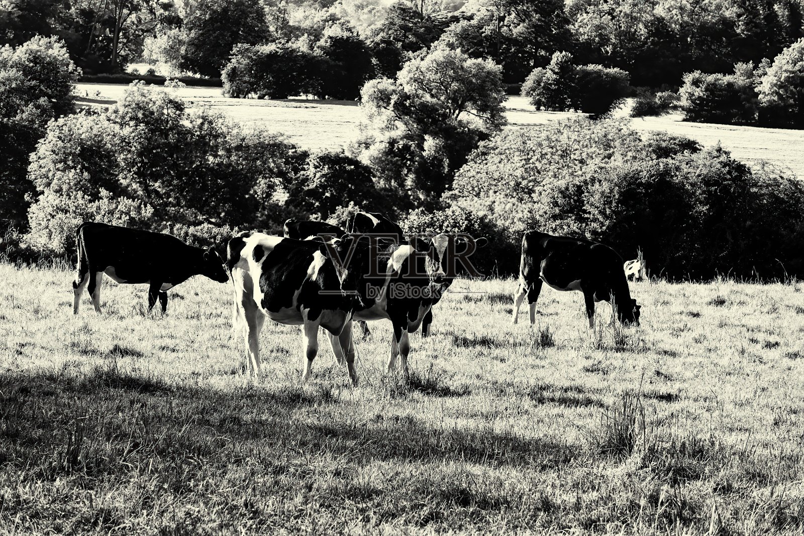 奶牛照片摄影图片
