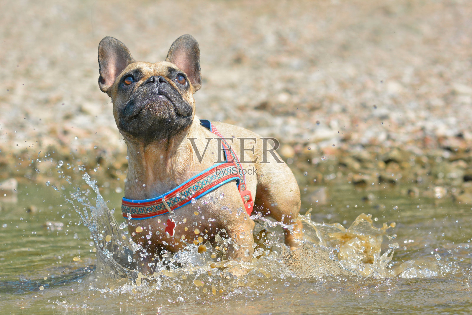 小鹿法国斗牛犬狗在脏水中玩耍照片摄影图片