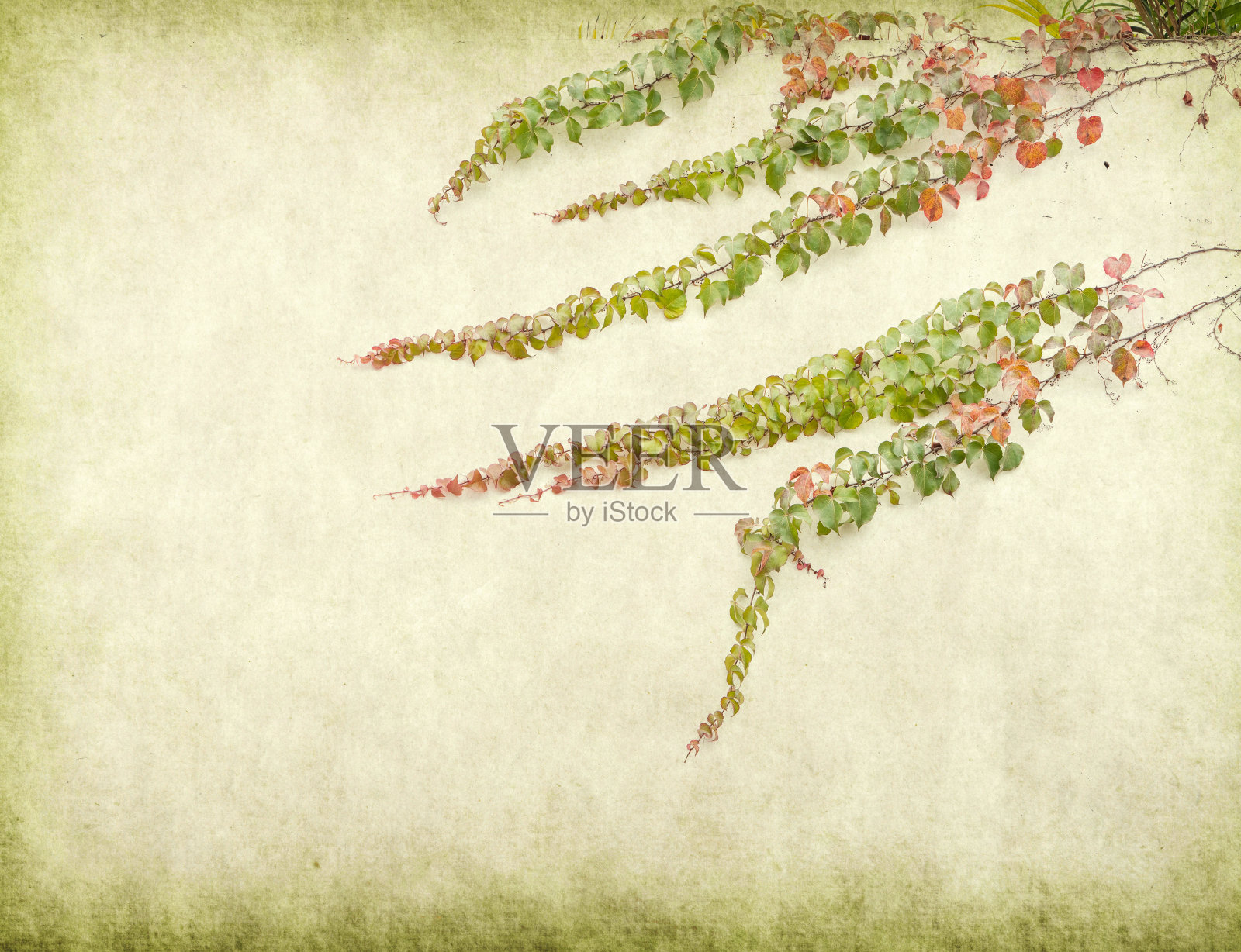 常青藤上的旧垃圾古董纸纹理插画图片素材