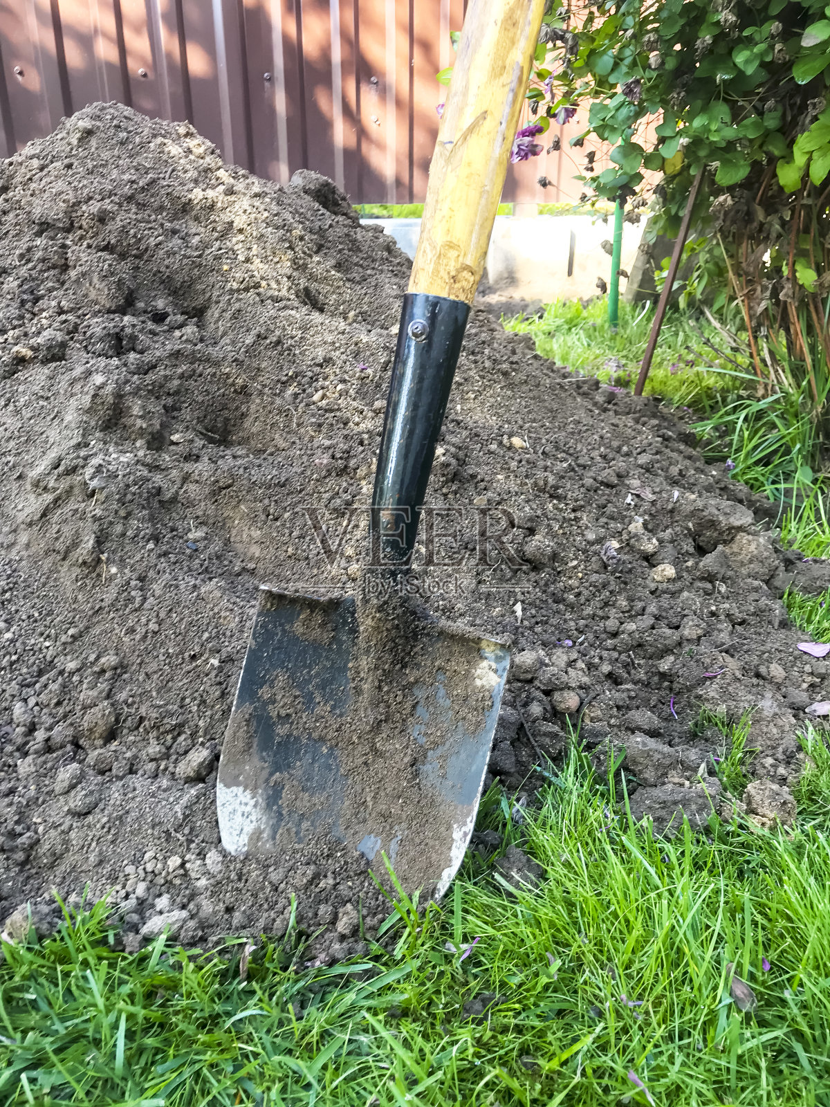 肮脏的铲子在黑土，园艺工作照片摄影图片