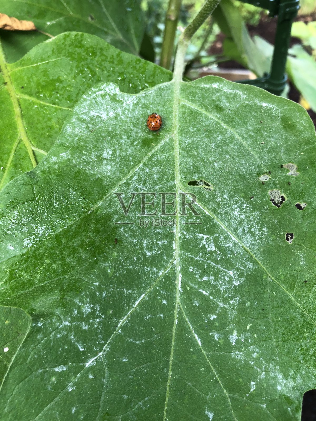 瓢虫在一片大绿叶上照片摄影图片