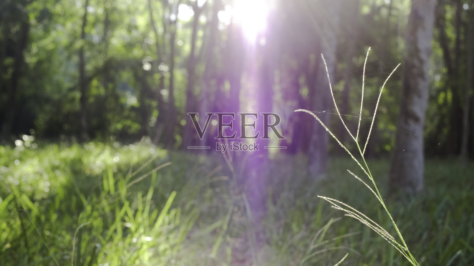 小草的叶子在早晨伴随着白色的阳光照片摄影图片