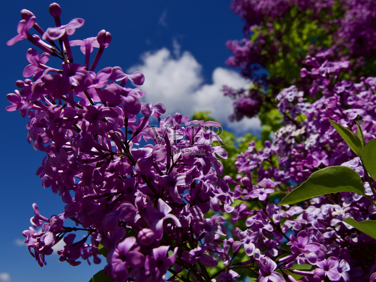 丁香树在阴天和蓝天前。5月春天的丁香树。照片摄影图片