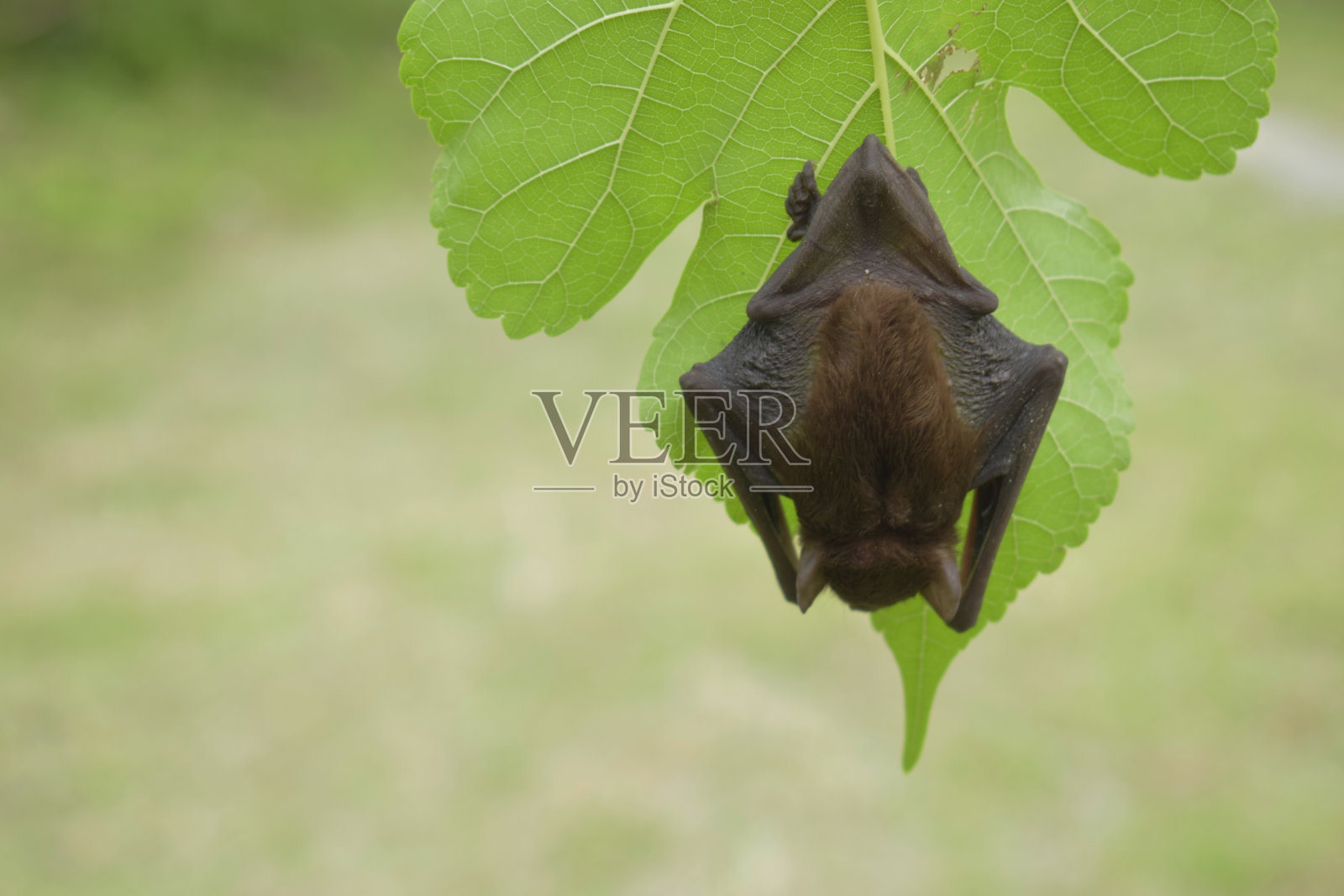 绿叶上的黑蝙蝠照片摄影图片