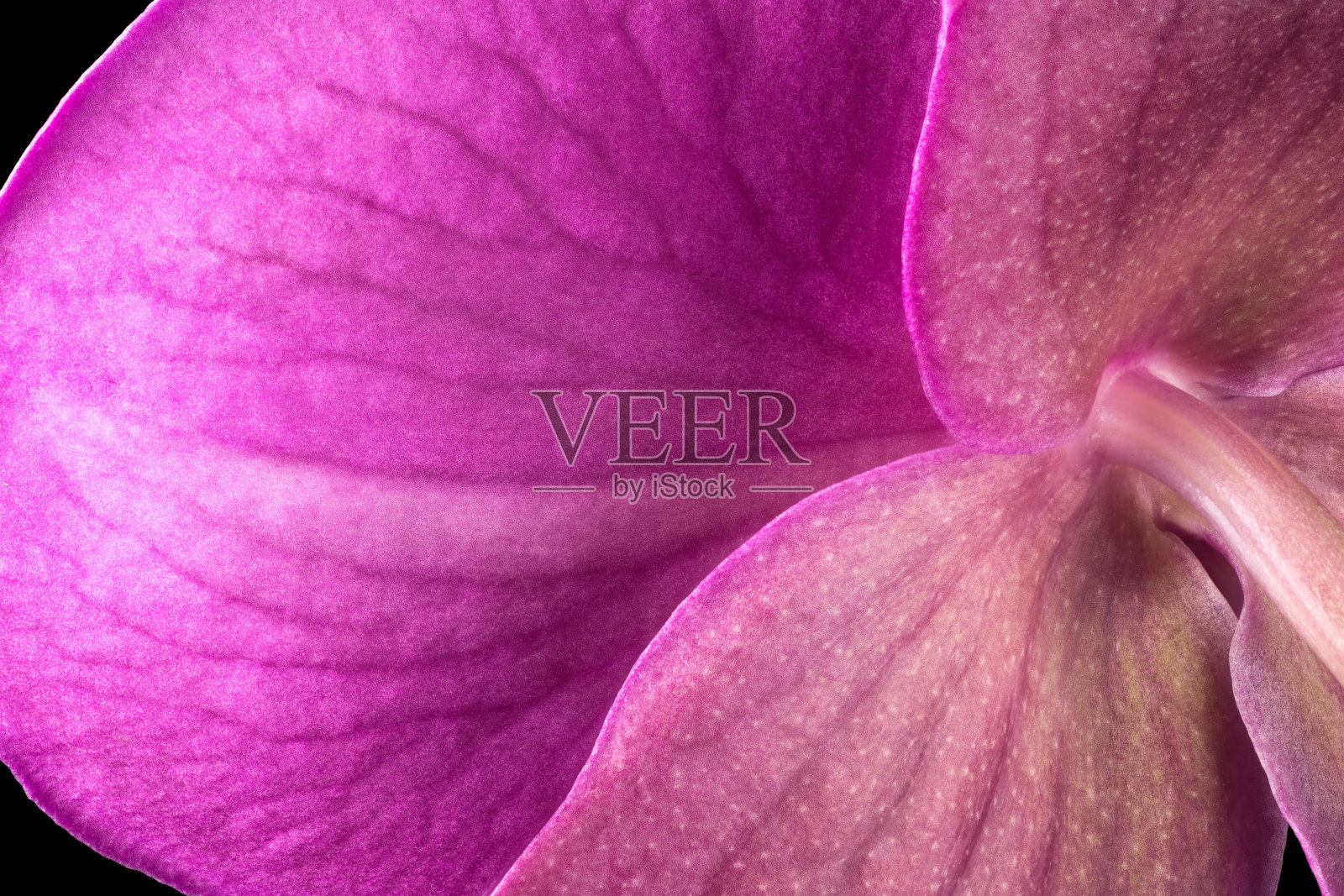 从孤立的黑色蝴蝶兰或飞蛾兰的极端近景照片摄影图片