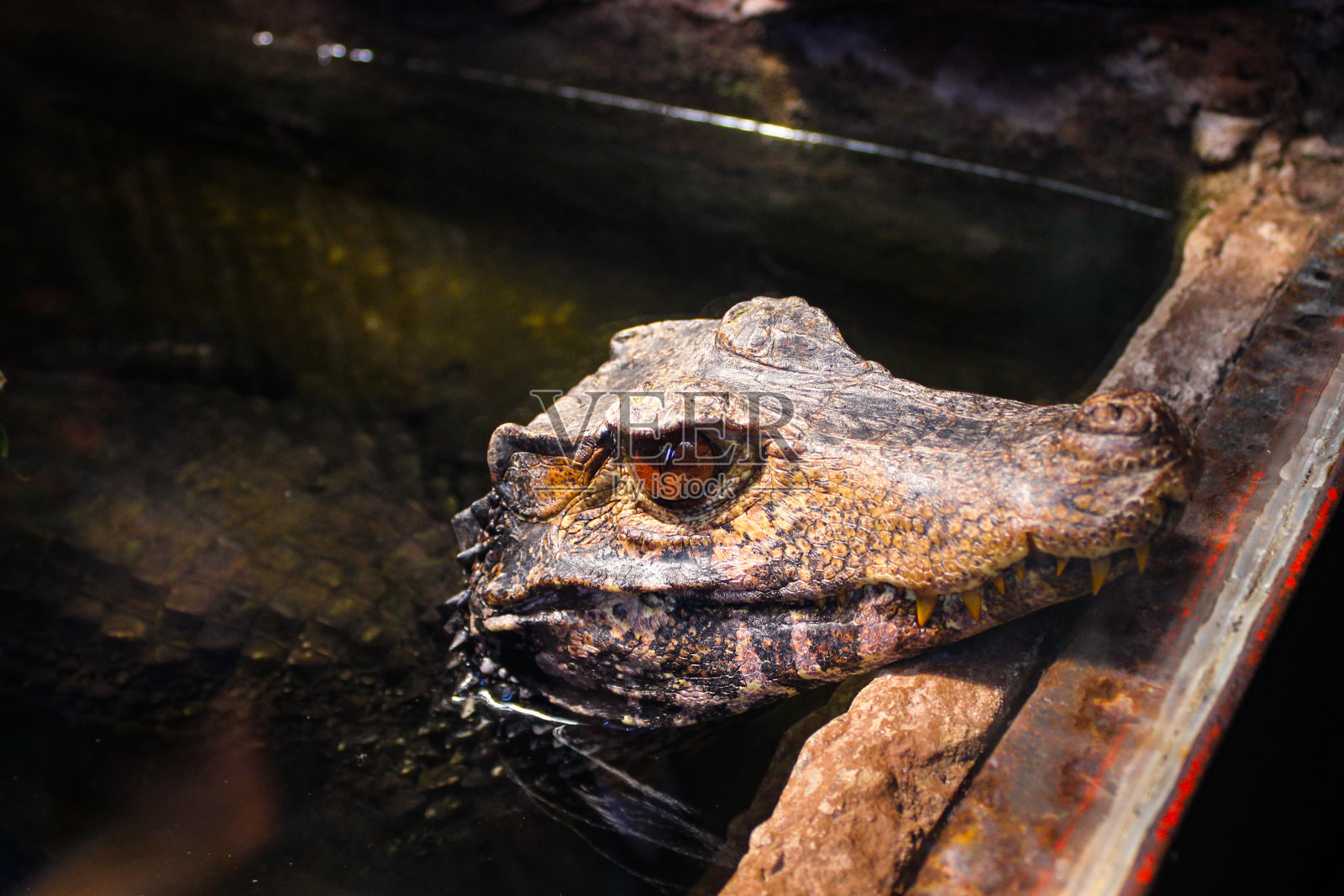 鳄鱼把头探出水面，密切注视着周围发生的事情。照片摄影图片