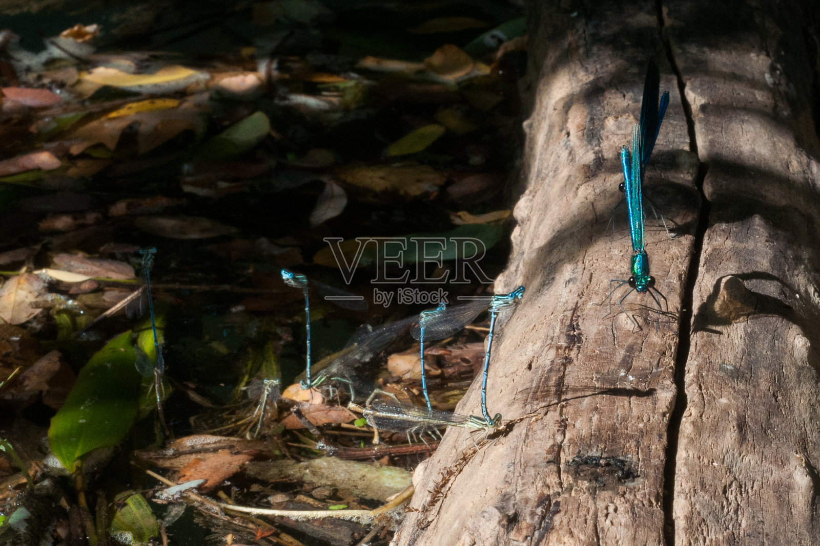 蓝色的蜻蜓照片摄影图片