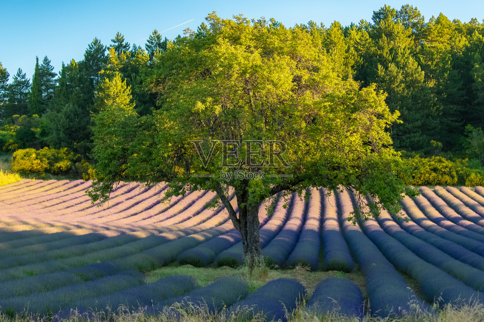 普罗旺斯的薰衣草田照片摄影图片