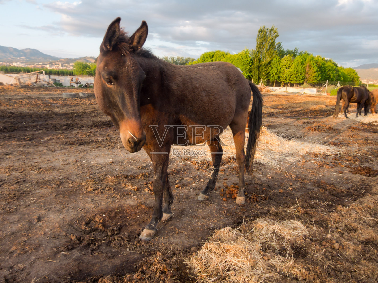 农场里的马照片摄影图片