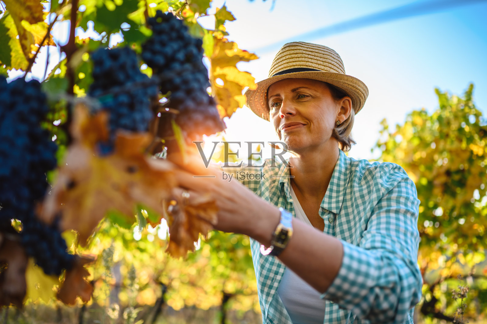 收割葡萄的女人照片摄影图片