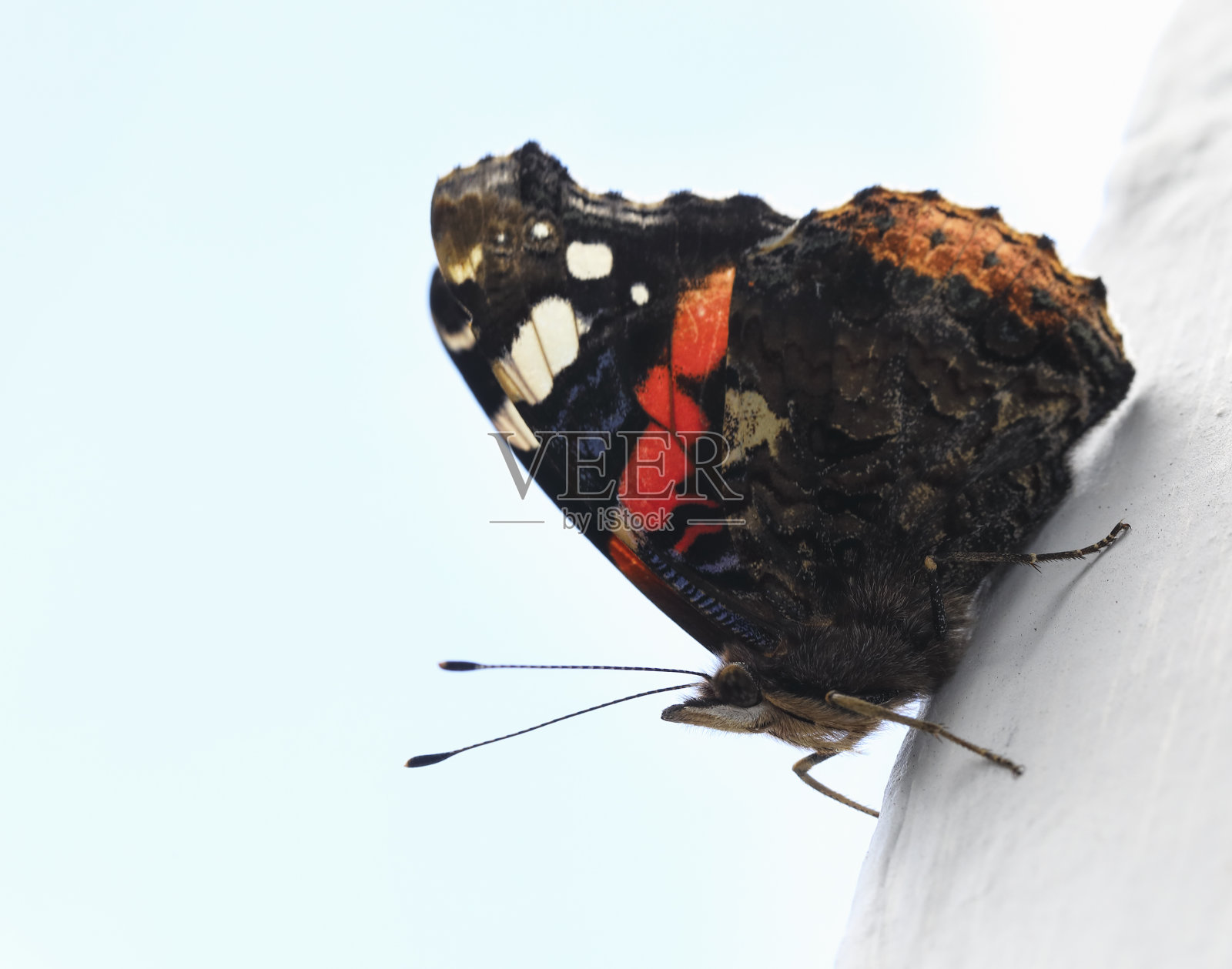 红色海军上将蝴蝶凡妮莎亚特兰大展开翅膀在白墙上照片摄影图片
