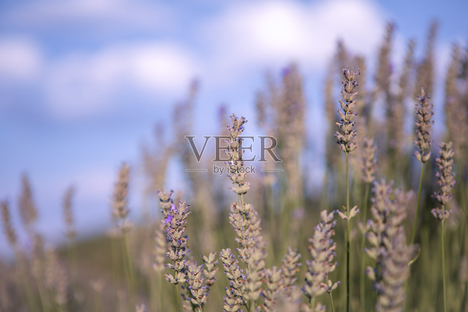 粉彩吨的levander花照片摄影图片