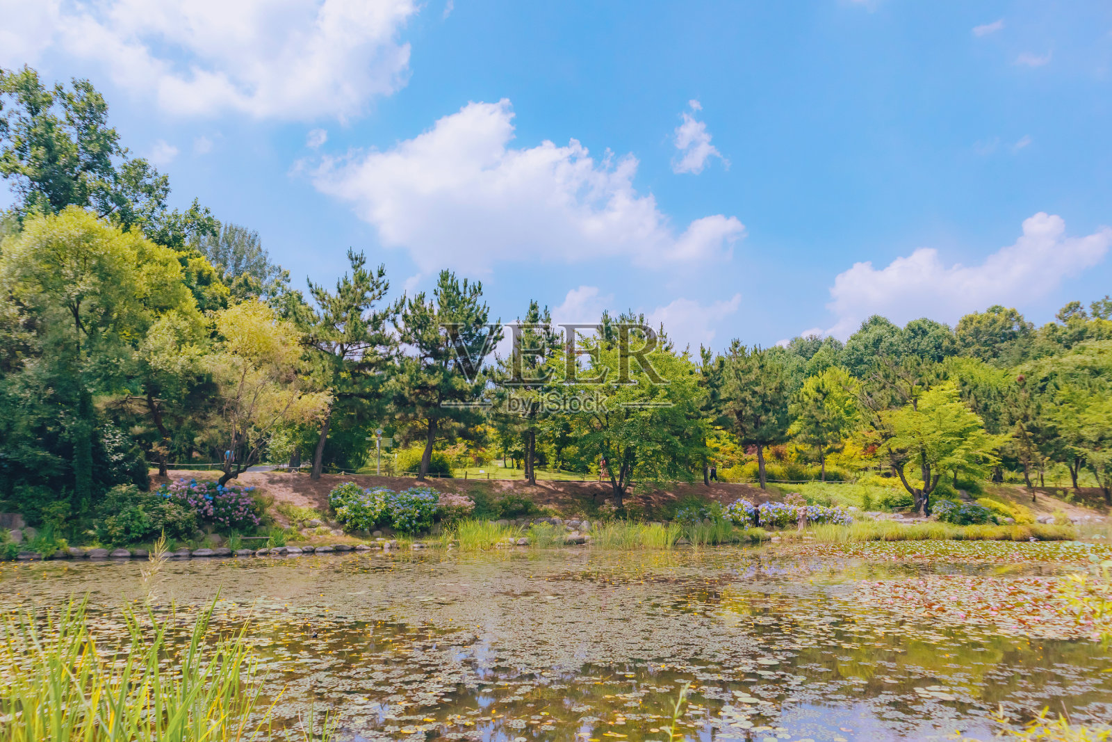 美丽的公园和一个池塘在好天气照片摄影图片