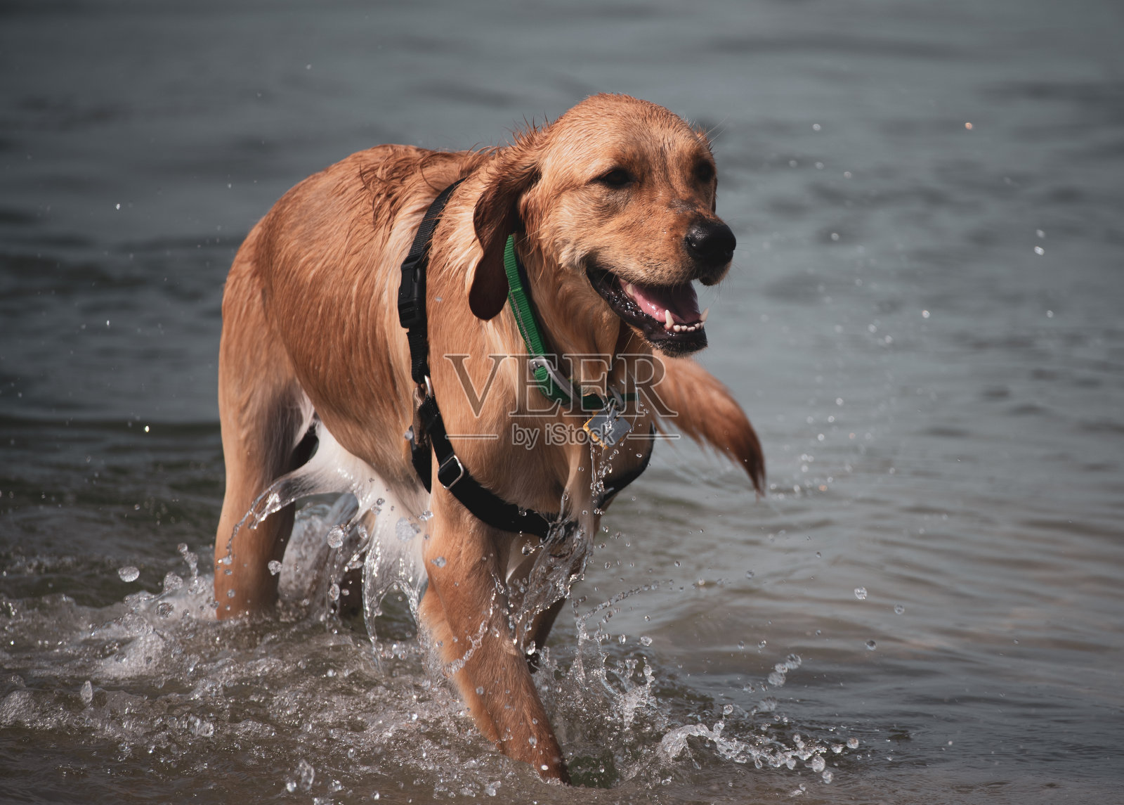 在海滩上玩耍的狗照片摄影图片
