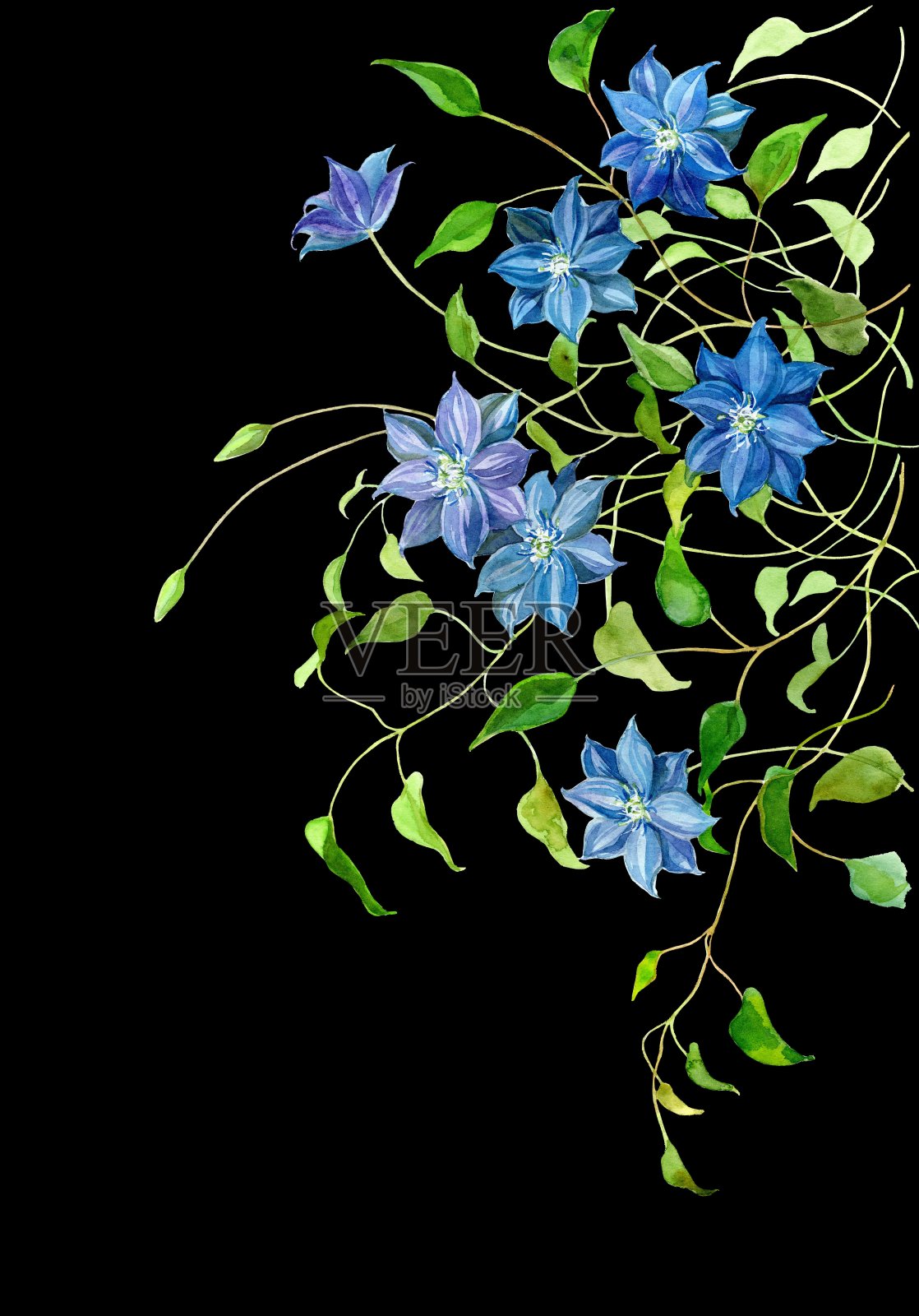 铁线莲花在水彩与黑色的背景插画图片素材