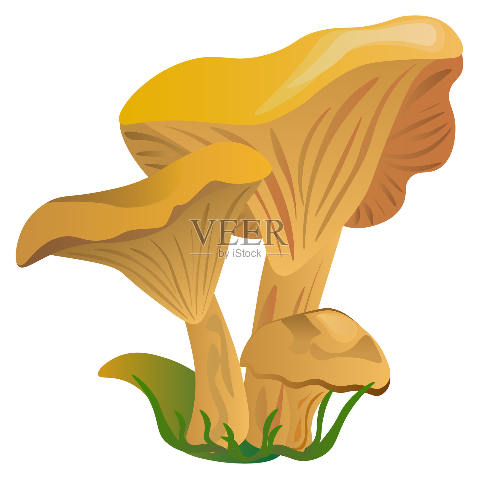 白背景上的鸡油菌。矢量图插画图片素材