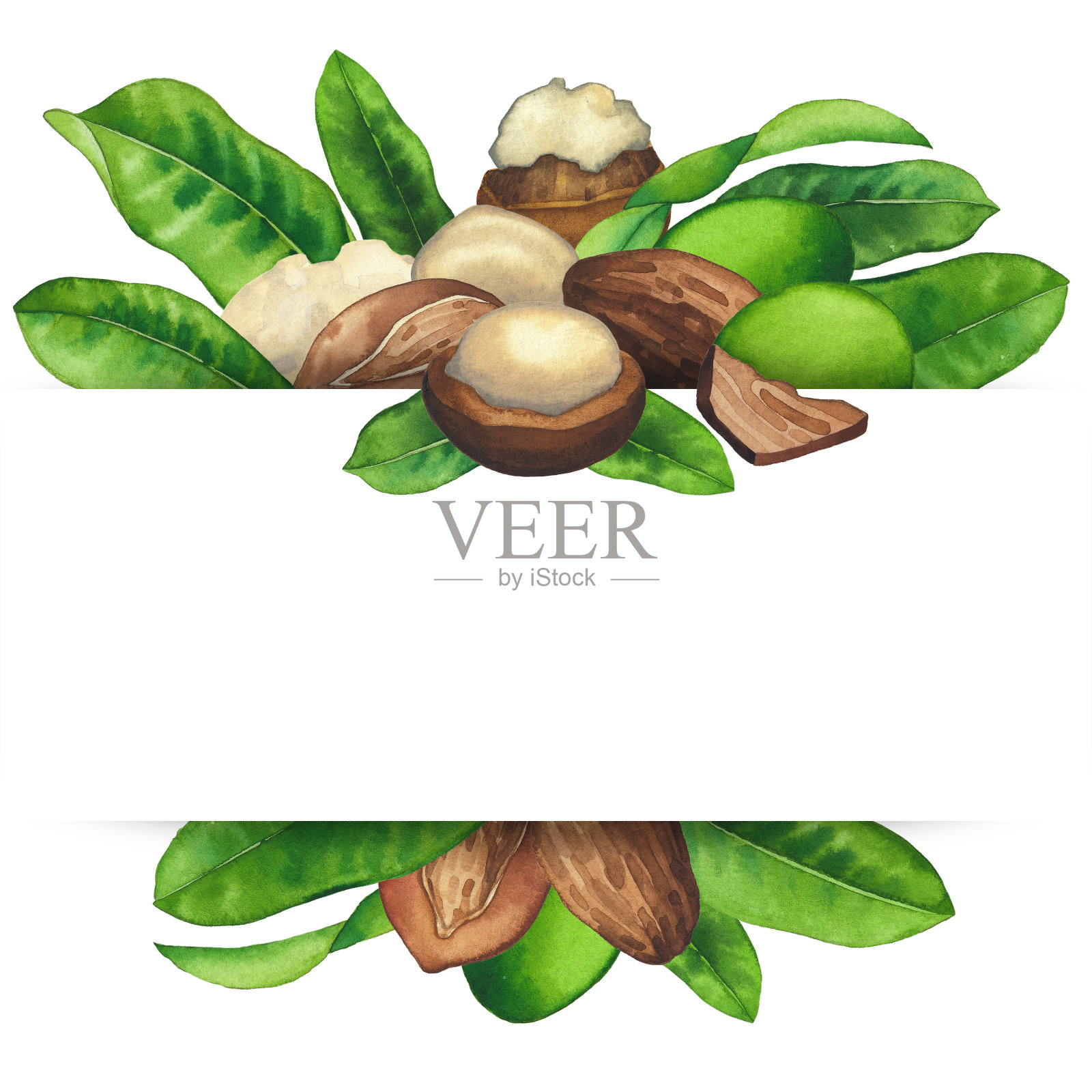 水彩乳木果坚果和叶子。手绘设计插画图片素材