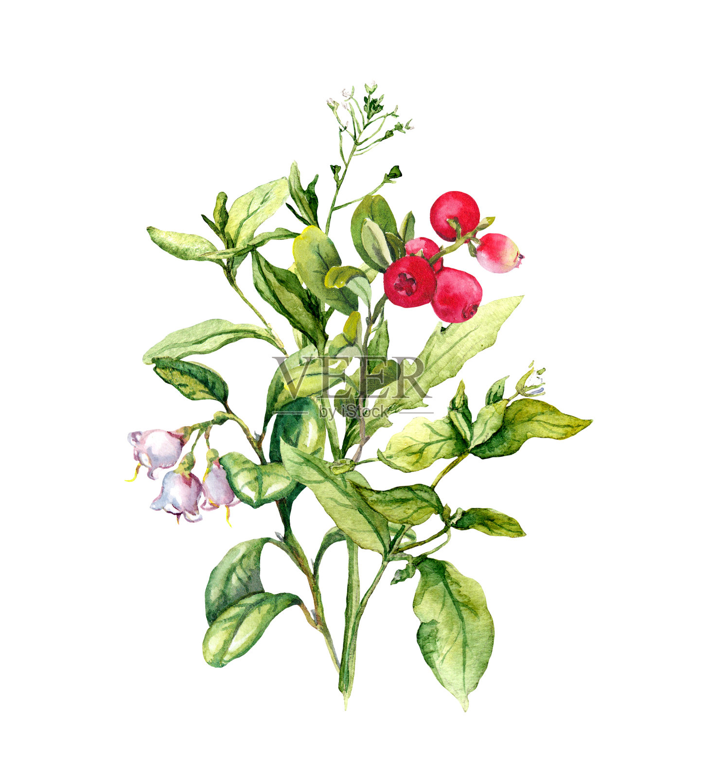 浆果，草甸花，野生草本植物，野草。水彩插画图片素材