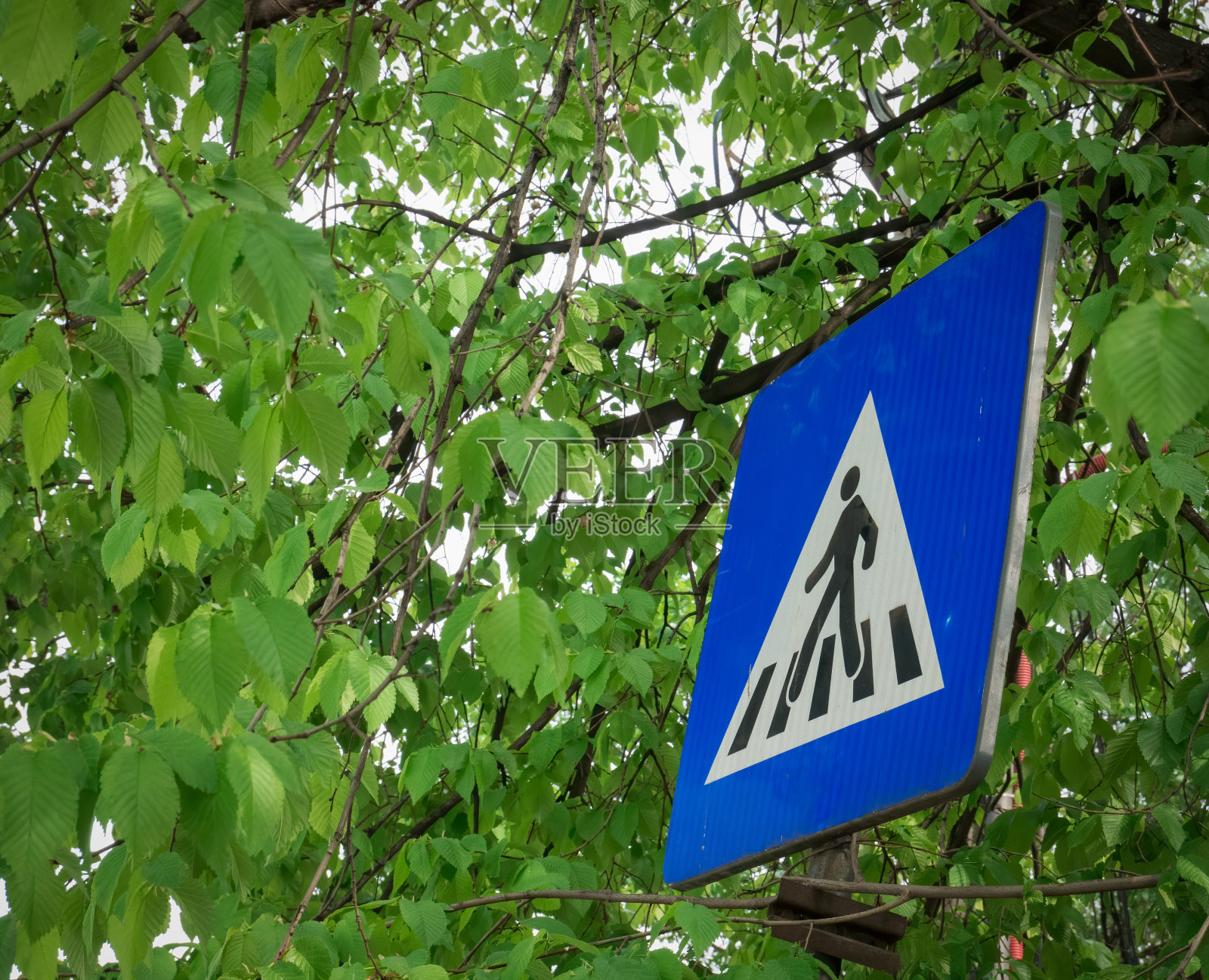 绿色树叶之间的街道标志。行人过街交通标志。蓝色标志，白色三角形和一个男人过马路。照片摄影图片