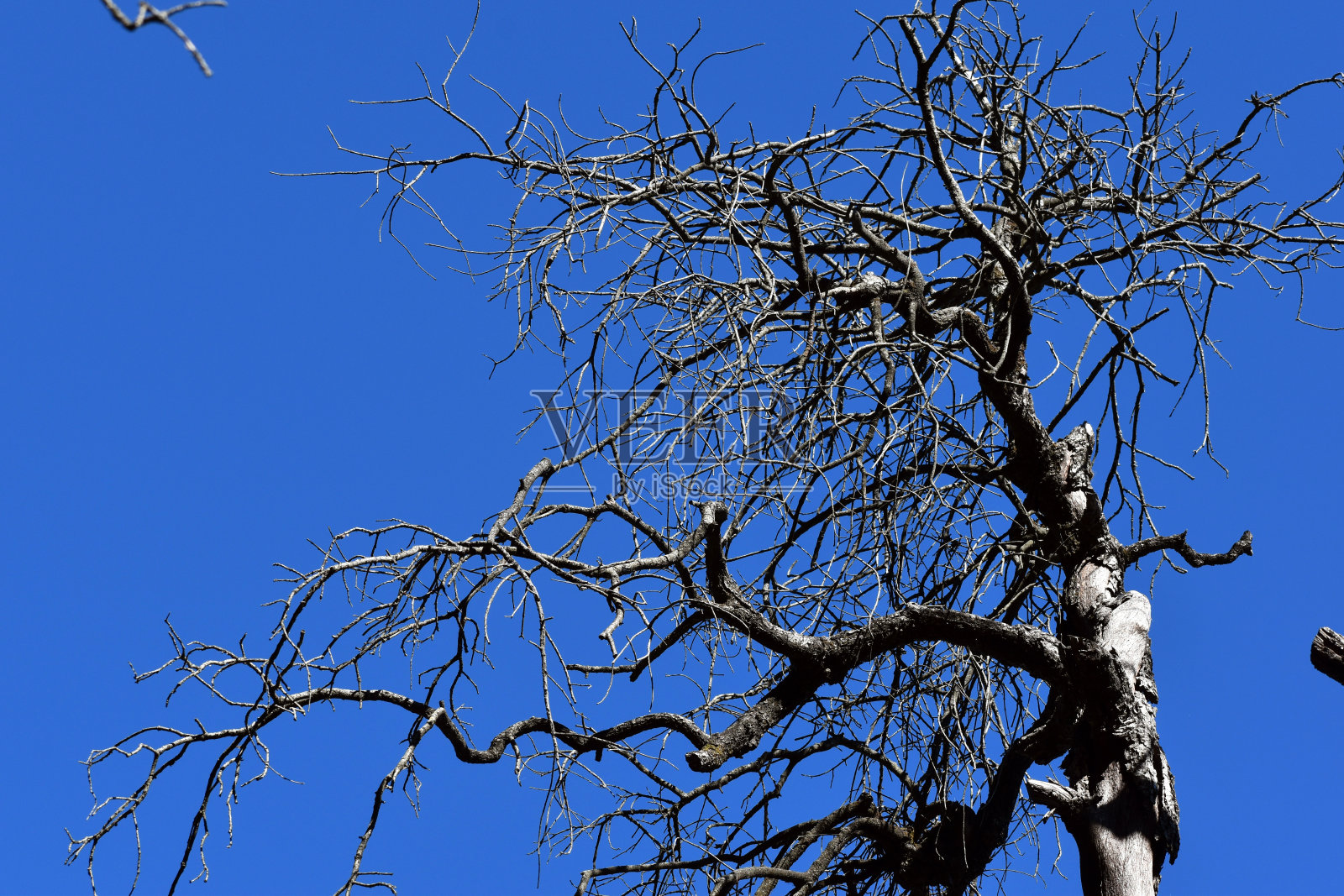 美丽的老树枝和蓝天照片摄影图片