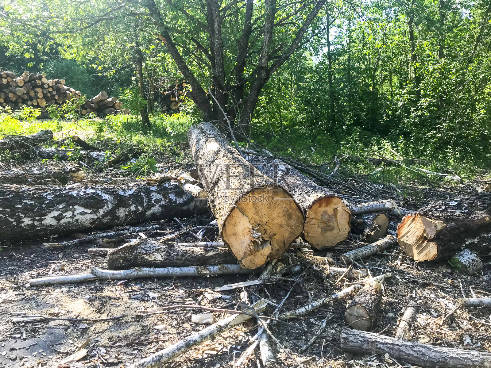 森林中刚砍下的大树照片摄影图片