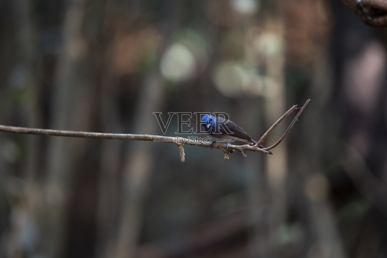 雌性黑头君主照片摄影图片