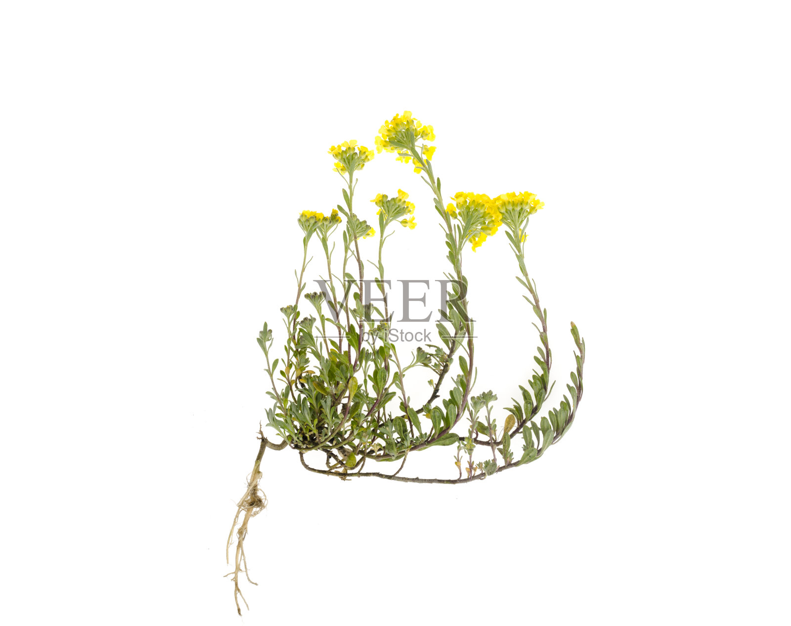 一种药用植物，白色底，开黄色小花照片摄影图片