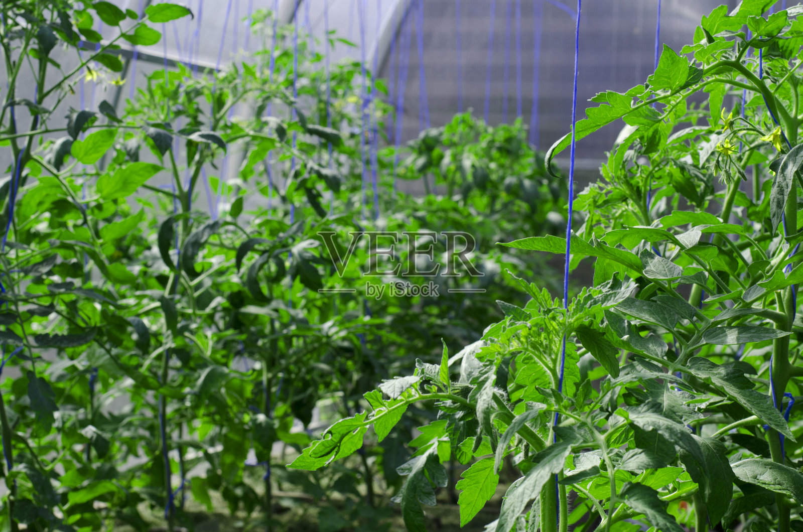 温室里的番茄。工作室的照片照片摄影图片