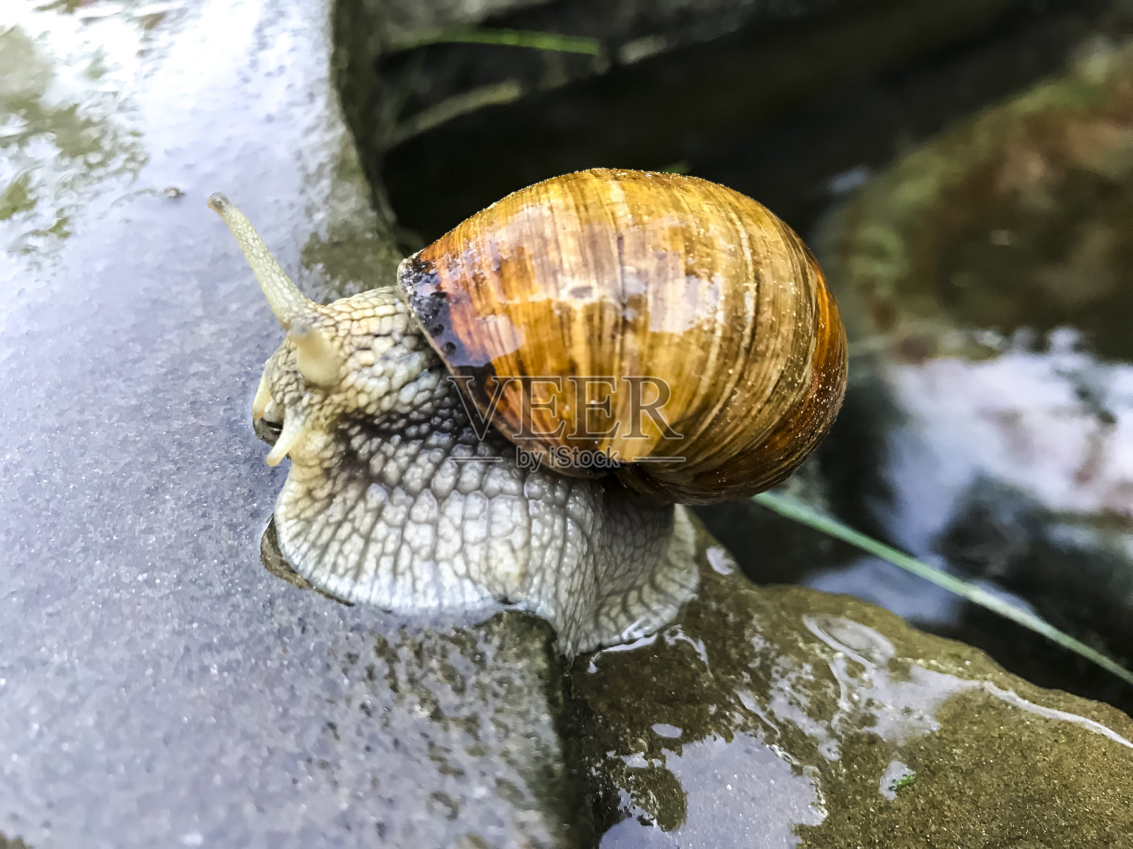 蜗牛在海石上爬行。工作室的照片照片摄影图片
